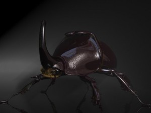 rhinoceros beetle rigged 3Dモデル