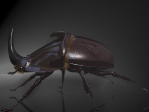 rhinoceros beetle rigged 3Dモデル