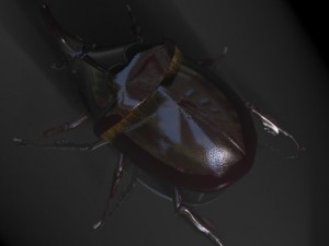 rhinoceros beetle rigged 3Dモデル