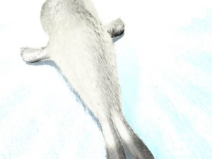 cartoon baby seal rigged 3Dモデル