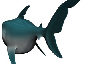 cartoon shark rigged Modelo 3D