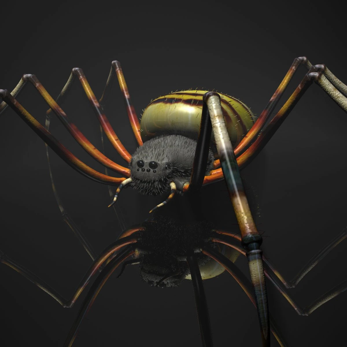 spider tiger rigged 3D Model .c4d .max .obj .3ds .fbx .stl .blend 