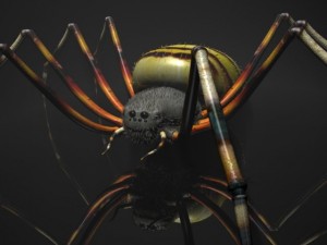 spider tiger rigged 3D 模型