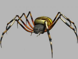 spider tiger rigged 3D Model