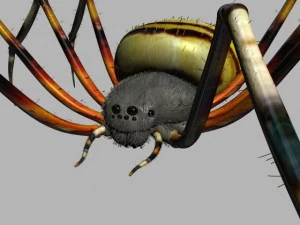 spider tiger rigged 3D Model
