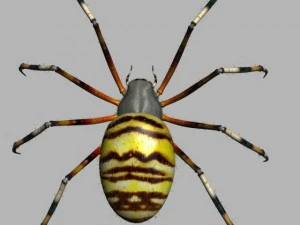 spider tiger rigged 3D Model