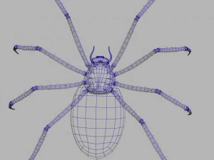 spider tiger rigged 3D Model