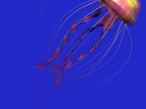 jellyfish rigged 3D Model