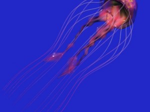 jellyfish rigged 3D Model