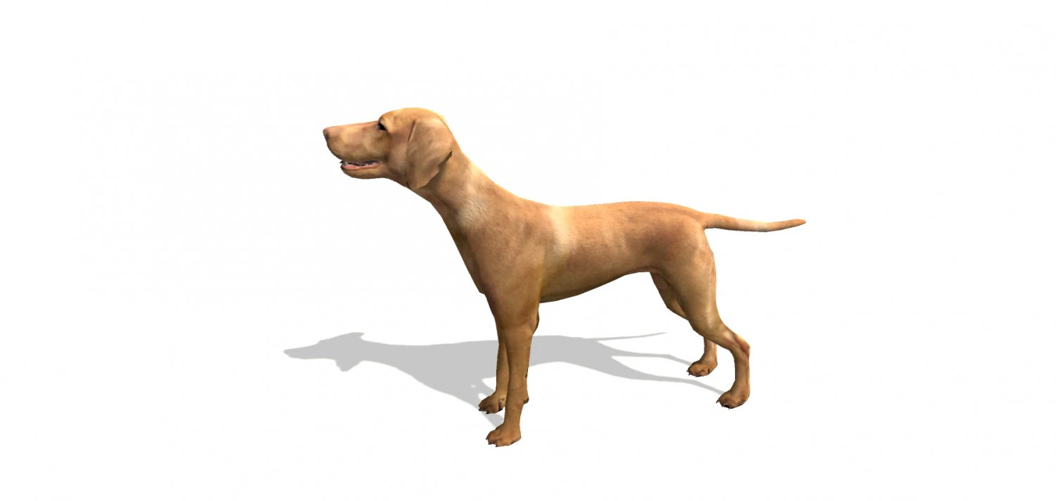 vizsla dog 3D Model .c4d .max .obj .3ds .fbx .stl .blend