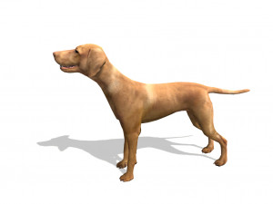 vizsla dog Modèle 3D