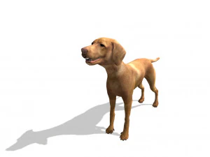 vizsla dog 3D Model