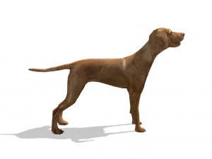 vizsla dog 3D Model