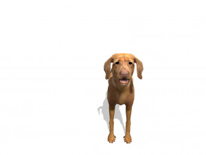 vizsla dog 3Dモデル