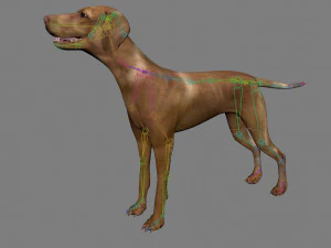 vizsla dog 3D Model