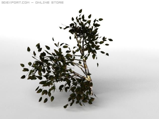 birsch tree 3D 模型 .c4d .max .obj .3ds .fbx .stl .blend 