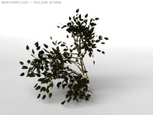 birsch tree Modèle 3D