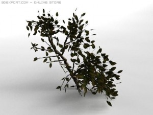 birsch tree 3D 模型