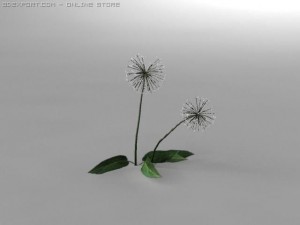 dandelion 3D Model