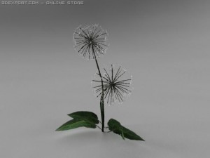dandelion 3D Model