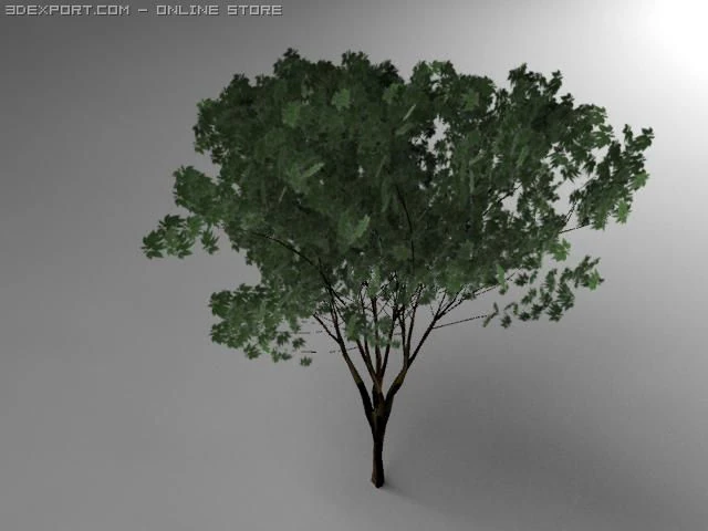 keyaki tree 3D Model .c4d .max .obj .3ds .fbx .stl .blend 