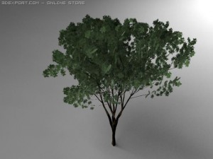 keyaki tree 3D Model