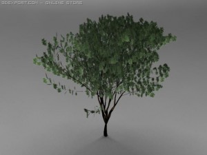 keyaki tree Modelo 3D