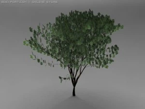 keyaki tree 3D Model
