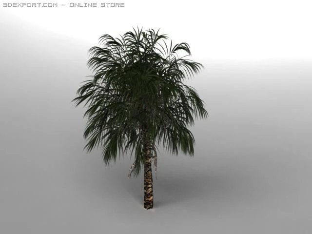 palm tree 3D Model .c4d .max .obj .3ds .fbx .stl .blend 