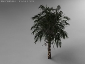 palm tree 3Dモデル