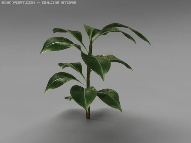 rubber plant 3D Model .c4d .max .obj .3ds .fbx .stl .blend