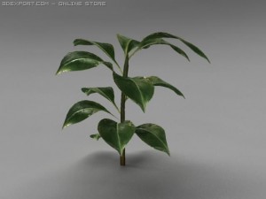 rubber plant 3D Model