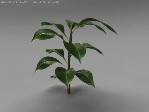 rubber plant Modèle 3D