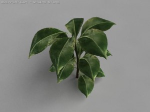 rubber plant Model 3D