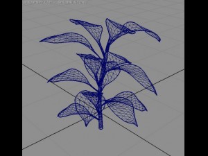 rubber plant Model 3D