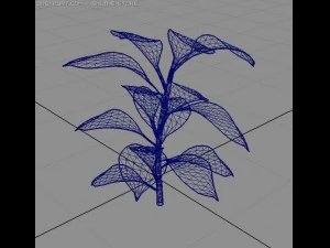 rubber plant 3D Model