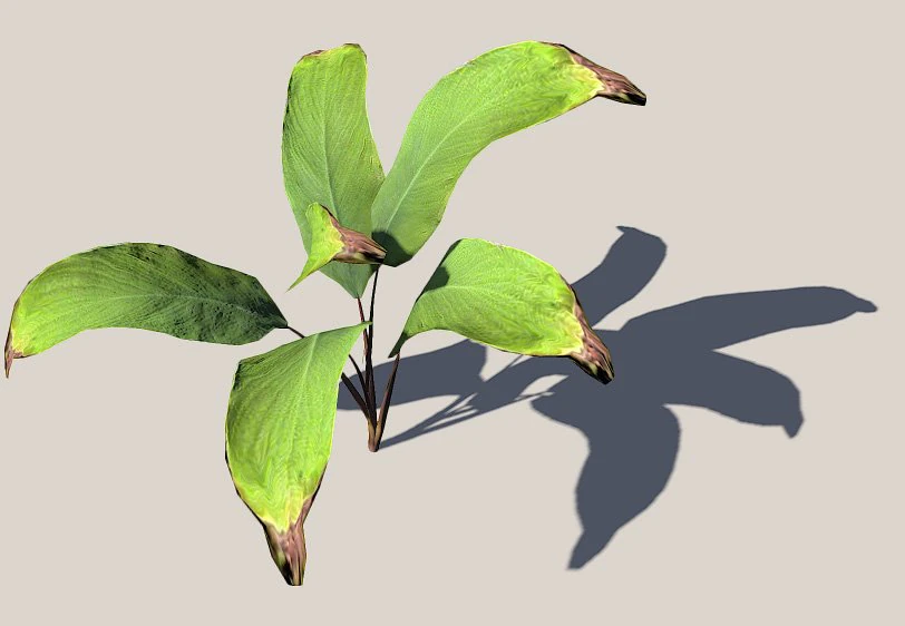 palm 3D Model .c4d .max .obj .3ds .fbx .stl .blend 