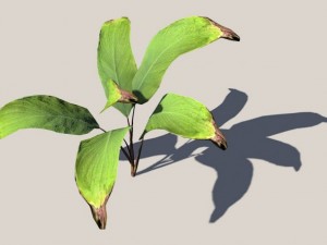 palm Modèle 3D
