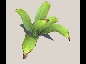palm 3D Model