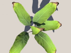 palm 3D Model