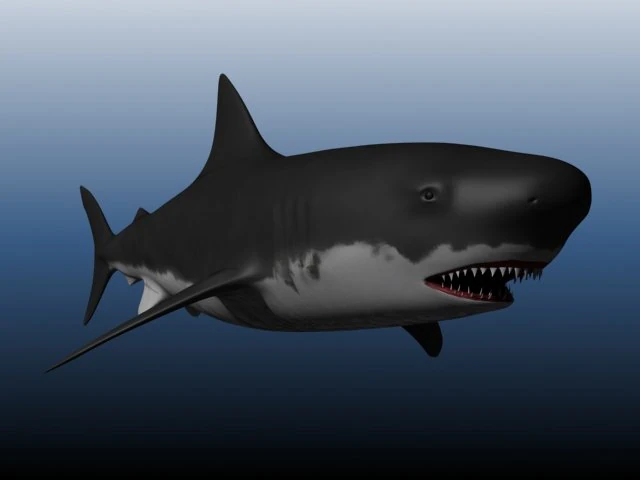 shark 3D Model .c4d .max .obj .3ds .fbx .stl .blend 