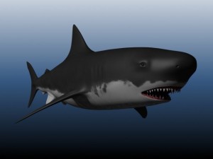 shark Model 3D