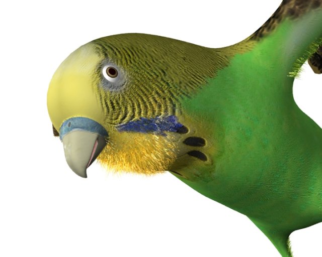 bird wing rig 3D Model .c4d .max .obj .3ds .fbx .stl .blend 