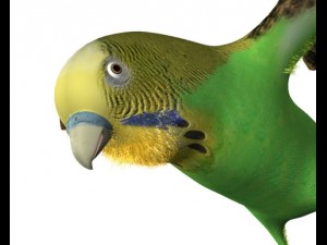 bird wing rig Model 3D