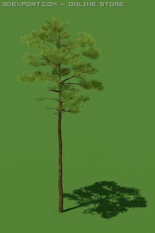 3d pine Model 3D .c4d .max .obj .3ds .fbx .stl .blend 