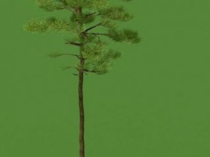 3d pine 3D Model