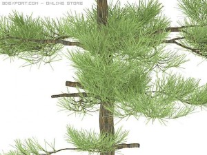 3d pine Model 3D