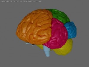 human brain Model 3D