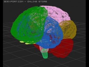 human brain Modelo 3D