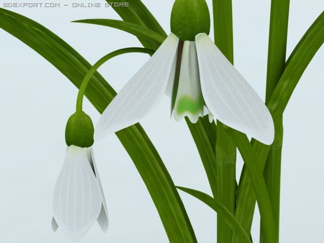 snowdrop 3D Model .c4d .max .obj .3ds .fbx .stl .blend 